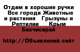 Отдам в хорошие ручки - Все города Животные и растения » Грызуны и Рептилии   . Крым,Бахчисарай